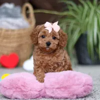 Adele, a female Cavapoo for sale in Baltic, OH – Photo 4 of 10