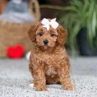Adele, a female Cavapoo for sale in Baltic, OH – Photo 7 of 10