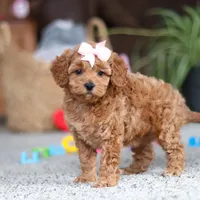 Adele, a female Cavapoo for sale in Baltic, OH – Photo 3 of 10