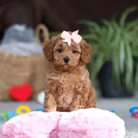Adele, a female Cavapoo for sale in Baltic, OH – Photo 2 of 10