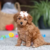 Adele, a female Cavapoo for sale in Baltic, OH – Photo 6 of 10