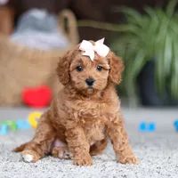 Adele, a female Cavapoo for sale in Baltic, OH – Photo 8 of 10