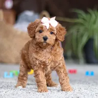 Adele, a female Cavapoo for sale in Baltic, OH – Photo 9 of 10
