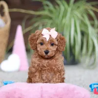 Adele, a female Cavapoo for sale in Baltic, OH – Photo 5 of 10