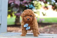 Kai, a male Cavapoo for sale in Baltic, OH – 5 of 7