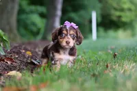 Abby, a female Miniature Dachshund for sale in Baltic, OH – 2 of 10