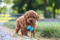 Nash, a male Cavapoo for sale in Baltic, OH – 3 of 8