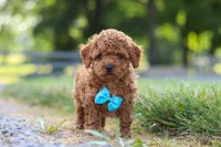 Nash, a male Cavapoo for sale in Baltic, OH – 4 of 8