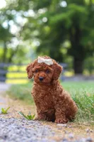 Hailey, a female Cavapoo for sale in Baltic, OH – 7 of 8