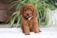 Tyler, a male Cavapoo for sale in Baltic, OH – Photo 2 of 5