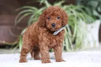 Tyler, a male Cavapoo for sale in Baltic, OH – Photo 1 of 5