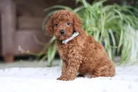Tyler, a male Cavapoo for sale in Baltic, OH – Photo 4 of 5