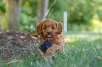 Kobe, a male Cavapoo for sale in Baltic, OH – 8 of 10