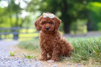 Hailey, a female Cavapoo for sale in Baltic, OH – 3 of 8