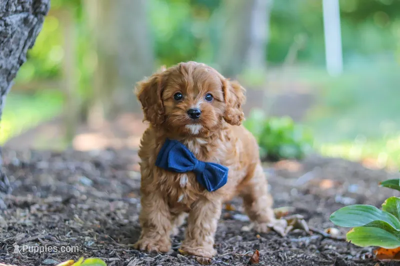 Kobe – Cavapoo puppy for sale in Baltic, OH