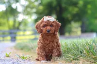 Hailey, a female Cavapoo for sale in Baltic, OH – 2 of 8