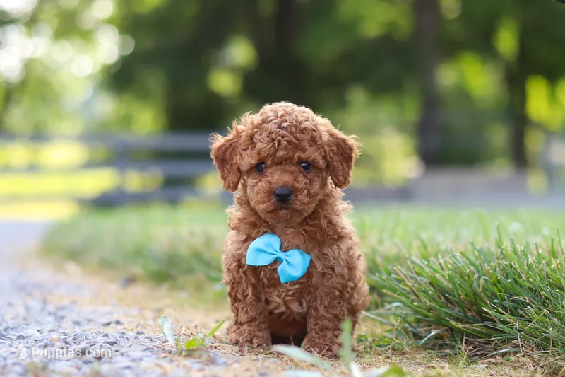 Nash – Cavapoo puppy for sale in Baltic, OH