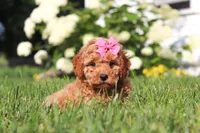 Millie, a female Cavapoo for sale in Baltic, OH – 2 of 8