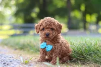 Nash, a male Cavapoo for sale in Baltic, OH – 2 of 8