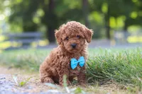 Nash, a male Cavapoo for sale in Baltic, OH – 5 of 8