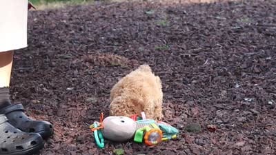 Millie, a female Cavapoo for sale in Baltic, OH – 8 of 8
