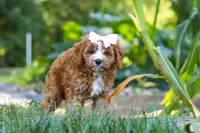 Liberty, a female Cavapoo for sale in Baltic, OH – 4 of 10