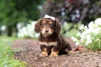 Laci, a female Miniature Dachshund for sale in Baltic, OH – 6 of 7