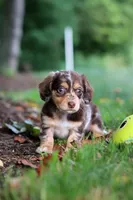 Abby, a female Miniature Dachshund for sale in Baltic, OH – 8 of 10