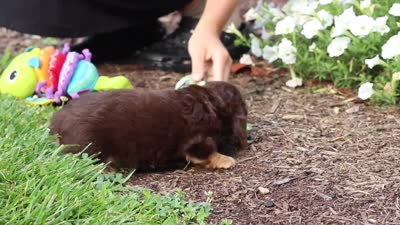 Laci, a female Miniature Dachshund for sale in Baltic, OH – 7 of 7