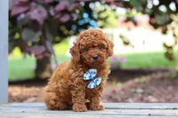 Kai, a male Cavapoo for sale in Baltic, OH – 3 of 7