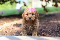 Millie, a female Cavapoo for sale in Baltic, OH – 5 of 8