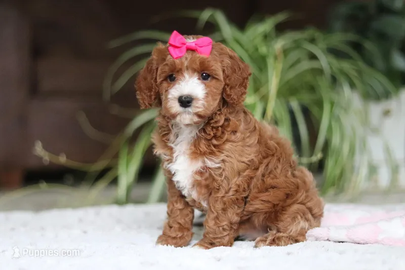 Izzy – Cavapoo puppy on hold in Baltic, OH