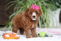 Izzy, a female Cavapoo for sale in Baltic, OH – Photo 7 of 7