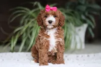 Izzy, a female Cavapoo for sale in Baltic, OH – Photo 2 of 7