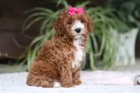 Izzy, a female Cavapoo for sale in Baltic, OH – Photo 6 of 7