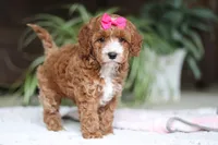 Izzy, a female Cavapoo for sale in Baltic, OH – Photo 3 of 7