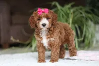 Izzy, a female Cavapoo for sale in Baltic, OH – Photo 5 of 7