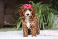 Izzy, a female Cavapoo for sale in Baltic, OH – Photo 4 of 7