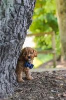 Kobe, a male Cavapoo for sale in Baltic, OH – 4 of 10