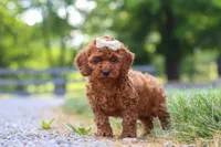Hailey, a female Cavapoo for sale in Baltic, OH – 4 of 8