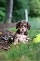 Abby, a female Miniature Dachshund for sale in Baltic, OH – 9 of 10