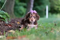 Abby, a female Miniature Dachshund for sale in Baltic, OH – 3 of 10