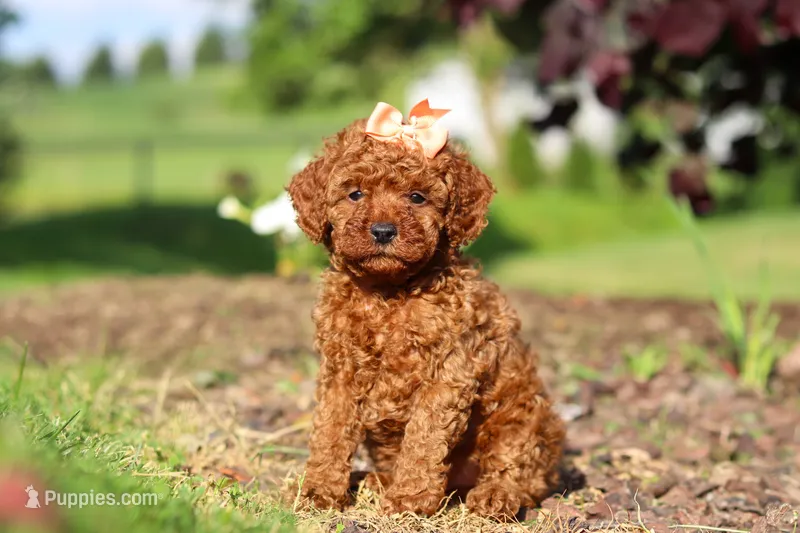 Callie – Cavapoo puppy for sale in Baltic, OH