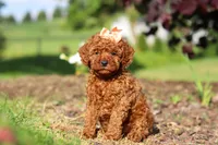 Callie, a female Cavapoo for sale in Baltic, OH – 1 of 7