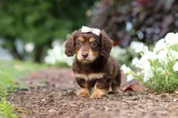 Laci, a female Miniature Dachshund for sale in Baltic, OH – 3 of 7