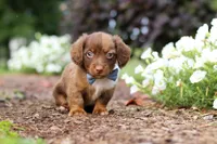 Murphey, a male Miniature Dachshund for sale in Baltic, OH – 5 of 10