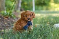 Kobe, a male Cavapoo for sale in Baltic, OH – 6 of 10