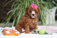 Joy, a female Cavapoo for sale in Baltic, OH – Photo 5 of 6