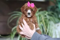 Joy, a female Cavapoo for sale in Baltic, OH – Photo 2 of 6