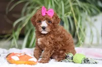 Joy, a female Cavapoo for sale in Baltic, OH – Photo 4 of 6